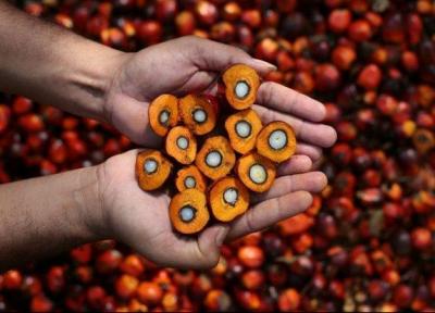 صادرات روغن پالم مالزی به ایران دوبرابر شده است