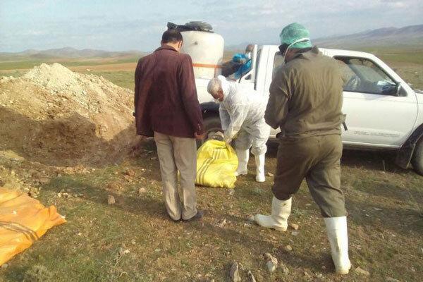 معدوم سازی 41 تن خوراک دام آلوده در آذربایجان شرقی معدوم سازی 41 تن خوراک دام آلوده در آذربایجان شرقی