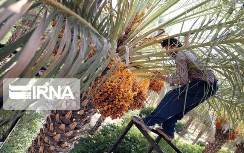 خبرنگاران برداشت خرمای ارگانیک از منطقه مرزی روتک خاش آغاز خبرنگاران برداشت خرمای ارگانیک از منطقه مرزی روتک خاش شروع شد