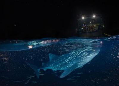با تور مجازی به دیدن کوسه نهنگ ها در آب های مالدیو بروید