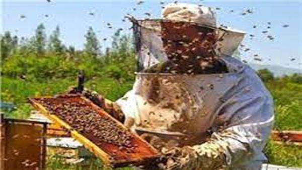 150 دفترچه زنبورداری در خراسان شمالی صادر شد