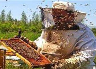 150 دفترچه زنبورداری در خراسان شمالی صادر شد