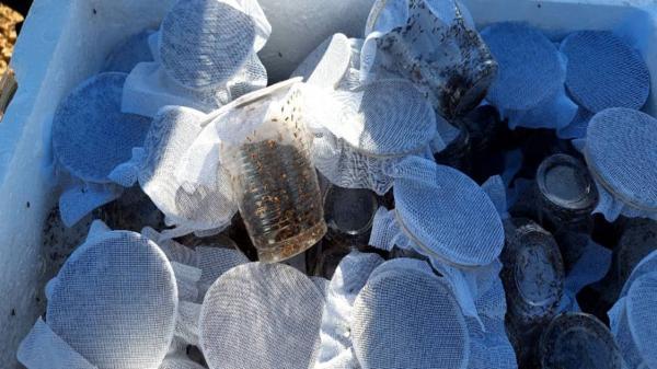 رهاسازی زنبور براکون برای مقابله با آفات در شهرستان آباده