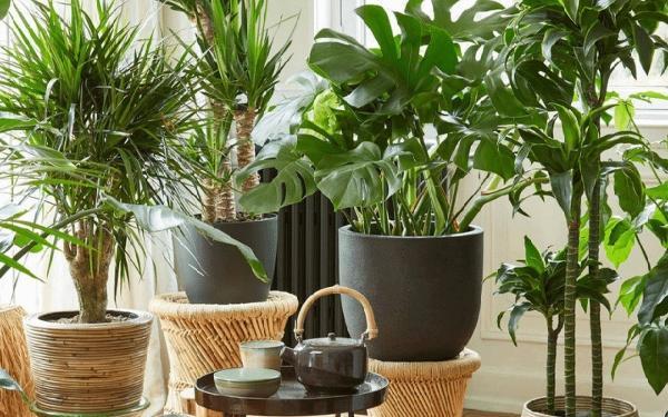 گیاهان آپارتمانی مفید برای سلامتی؛ فواید گیاهان آپارتمانی که نمی دانستید!