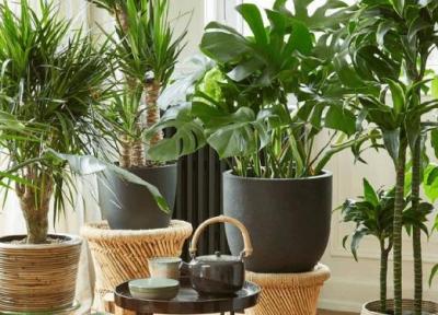 گیاهان آپارتمانی مفید برای سلامتی؛ فواید گیاهان آپارتمانی که نمی دانستید!
