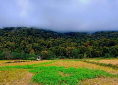 جنگل رزکه کجاست؟ تجربه ای متفاوت در دل جنگل های مازندران