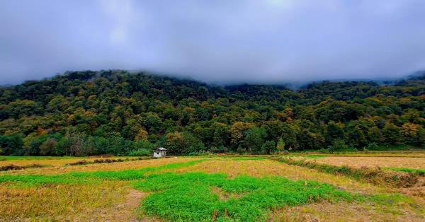 جنگل رزکه کجاست؟ تجربه ای متفاوت در دل جنگل های مازندران